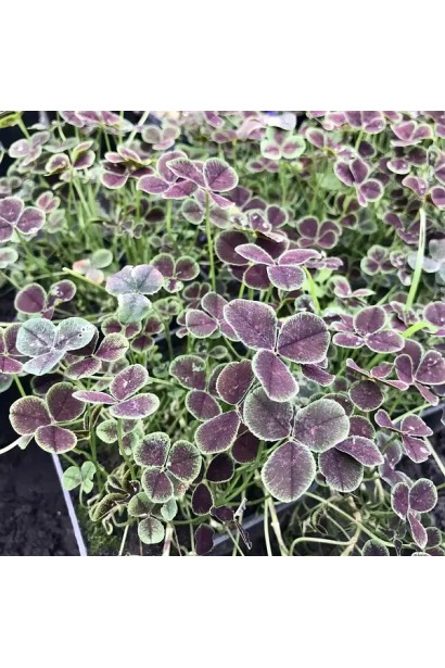 Темнолистяна декоративна конюшина `Дарк Дансер Вайт` у саду